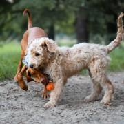 Jouet pour chien Explorer Dog AirBall 6,5 cm