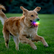 Jouet pour chien Nite Ize GlowStreak Wild LED Ball