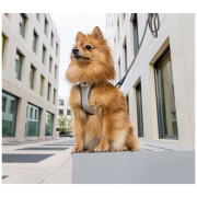 Harnais pour chien Curli Glow Reflective