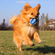 Jouet pour chien Nerf Dog Small Tennis Balls 3 pcs