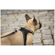 Laisse pour chien Curli Adjustable Leash Nylon