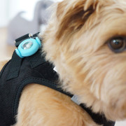Lumière pour chien Curli Luumi LED