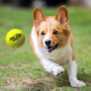 Jouet pour chien Nerf Dog Blaster + Tennis Balls 3 pcs