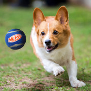 Jouet pour chien Nerf Dog Squeak Tennis Ball 3 pcs