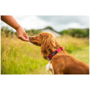 Collier pour chien Mountain Paws Extra Tough Dog Collar