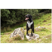 Harnais pour chien Mountain Paws Reflective Dog Harness