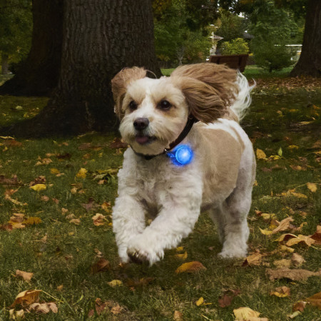 Collier lumineux pour chien Nite Ize SpotLit Rechargeable Collar Light