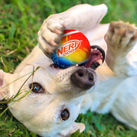 Jouet pour chien Nerf Dog Blaster + Tennis Balls 2 pcs