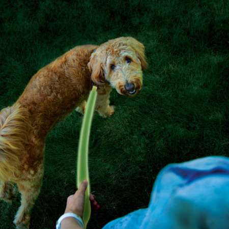 Laisse pour chien Nite Ize LED NiteDog