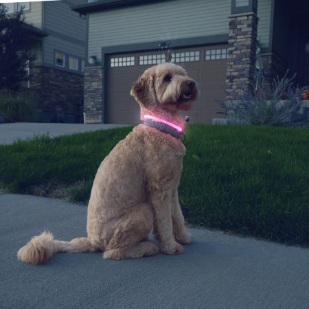 Collier lumineux pour chien Nite Ize NiteHowl® Rechargeable LED Safety Necklace