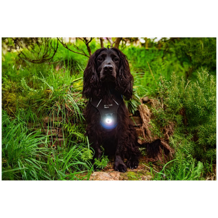 Lumière pour chien Mountain Paws Dog safety light 2-Pack