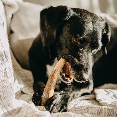 Jouet pour chien Explorer Dog Antler Chew easy