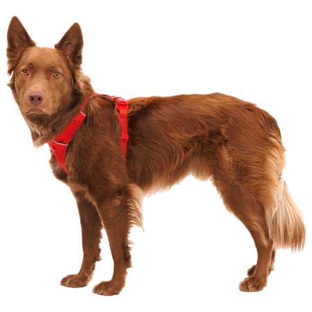 Harnais pour chien Ruffwear Front Range® Harness