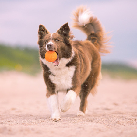 Jouet pour chien Explorer Dog AirBall Tips 8 cm