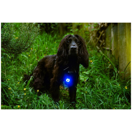 Lumière pour chien Mountain Paws Dog safety light 2-Pack
