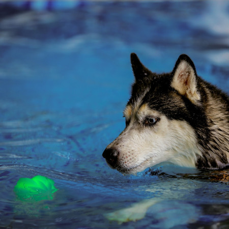 Jouet pour chien Nite Ize GlowStreak Wild LED Ball