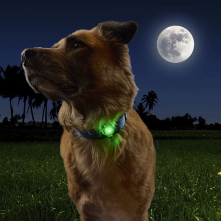 Lumière pour chien Nite Ize NiteDog™ Rechargeable Pet Light