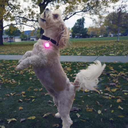 Collier lumineux pour chien Nite Ize SpotLit Rechargeable Collar Light