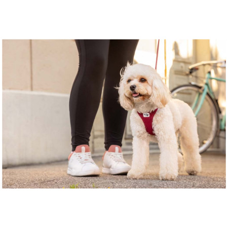 Harnais pour chien Curli Vest Clasp Air-Mesh
