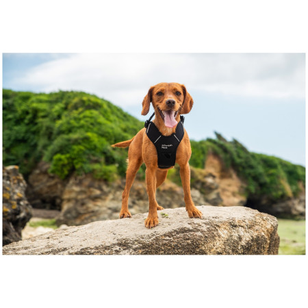 Harnais pour chien Mountain Paws Dog Harness