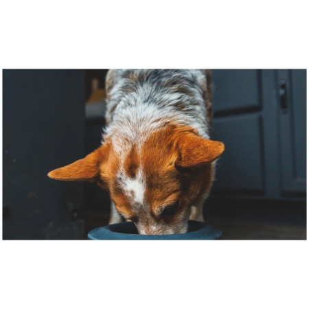 Gamelle pour chien Ruffwear Basecamp™ Anti-Splash Insert