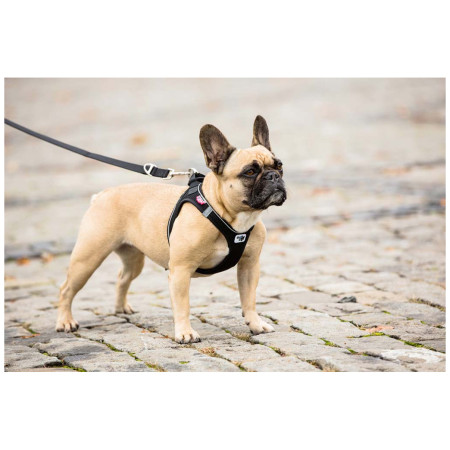 Laisse pour chien Curli Adjustable Leash Nylon
