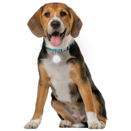 Collier lumineux pour chien Nite Ize SpotLit Rechargeable Collar Light