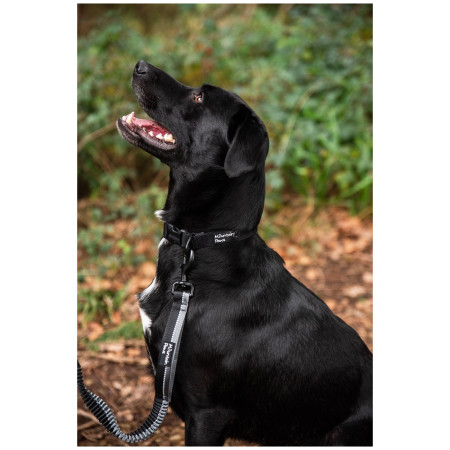 Laisse avec amortisseur Mountain Paws Stretch Dog Lead