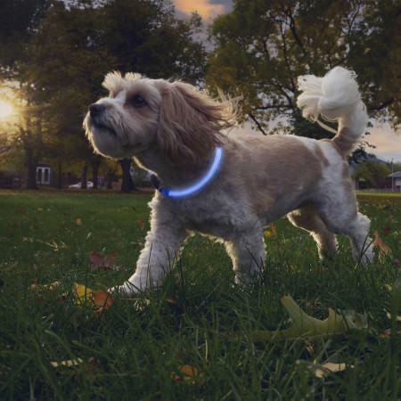 Collier lumineux pour chien Nite Ize NiteHowl® Rechargeable LED Safety Necklace