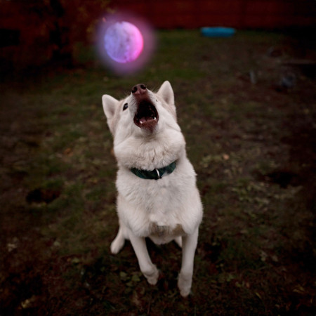 Jouet pour chien Nite Ize Glowstreak LED Ball