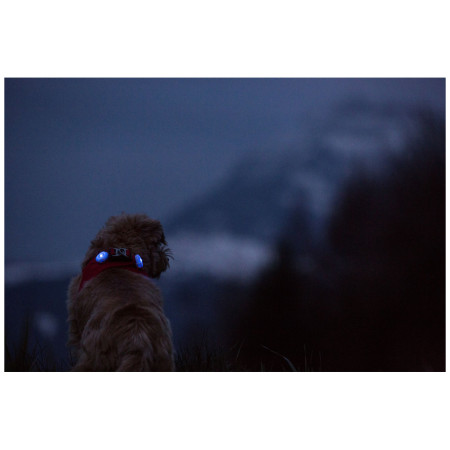 Lumière pour chien Curli Luumi LED