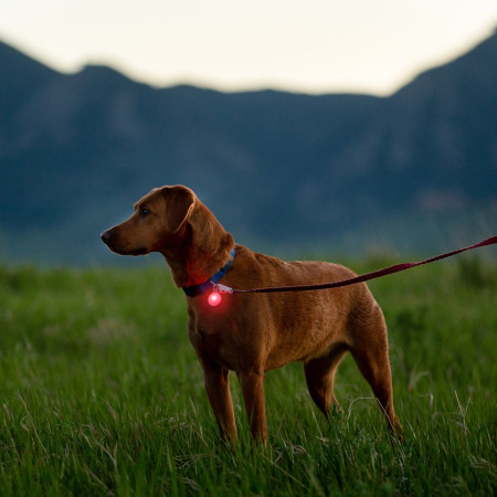 Lumière pour chien Nite Ize Spotlit Rechargeable Collar Light - Disc-O Tech