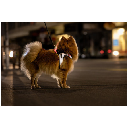 Harnais pour chien Curli Glow Reflective