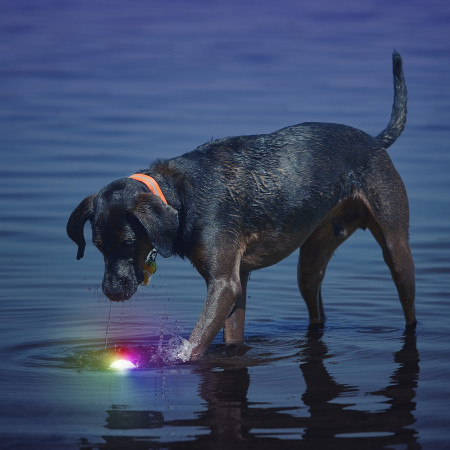 Jouet pour chien Nite Ize Glowstreak LED Ball