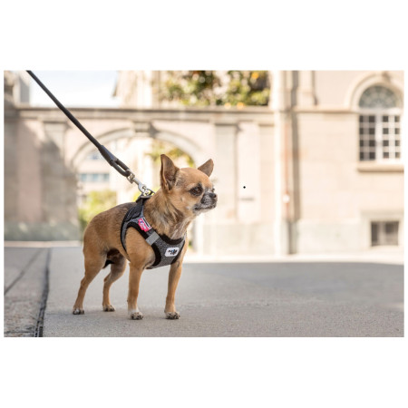 Laisse pour chien Curli Stretch Comfort Leash