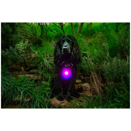 Lumière pour chien Mountain Paws Dog safety light 2-Pack