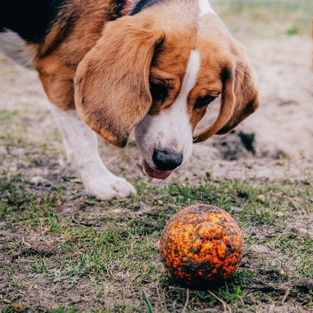 Jouet pour chien Explorer Dog AirBall Tips 8 cm