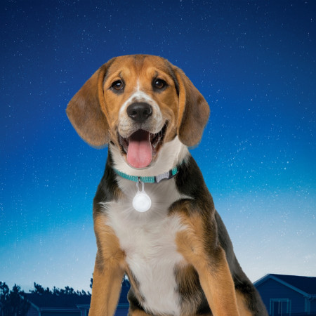 Collier lumineux pour chien Nite Ize SpotLit Collar Light