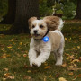 Collier lumineux pour chien Nite Ize SpotLit Rechargeable Collar Light