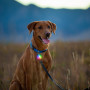 Lumière pour chien Nite Ize SpotLit®