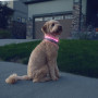 Collier lumineux pour chien Nite Ize NiteHowl® Rechargeable LED Safety Necklace