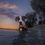 Lumière pour chien Nite Ize SpotLit® Splash™