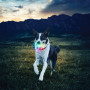 Jouet pour chien Nite Ize Glowstreak LED Ball