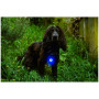 Lumière pour chien Mountain Paws Dog safety light 2-Pack