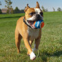 Jouet pour chien Nerf Dog Small Tennis Balls 3 pcs