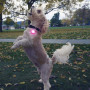 Collier lumineux pour chien Nite Ize SpotLit Rechargeable Collar Light