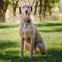 Traceur GPS pour chien Nite Ize Apple AirTag Wearabout