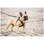 Laisse pour chien Curli Adjustable Leash Nylon