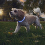 Collier lumineux pour chien Nite Ize NiteHowl® Rechargeable LED Safety Necklace