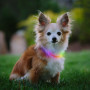 Collier lumineux pour chien Nite Ize NiteHowl Mini LED